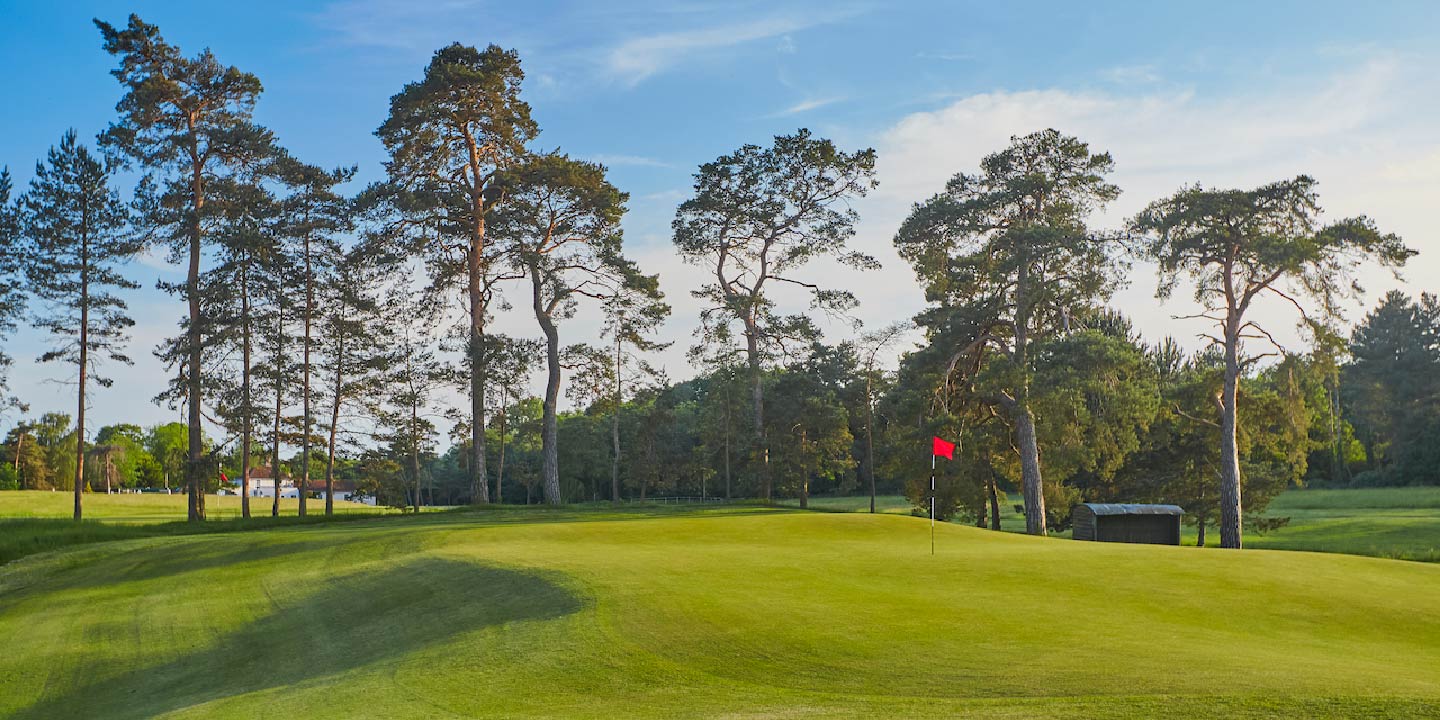 golf putting green amongst pine trees